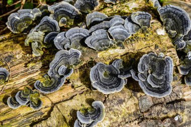 Trametes versicolor, hindi kuyruğu mantarı ağaç kütüğünde yakın plan seçici odak .trametes versicolor mantar ağaç kütüğü. Kapat ya da makro.