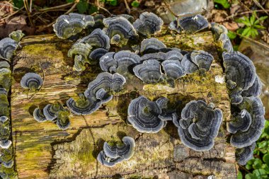 Trametes versicolor, hindi kuyruğu mantarı ağaç kütüğünde yakın plan seçici odak .trametes versicolor mantar ağaç kütüğü. Kapat ya da makro.