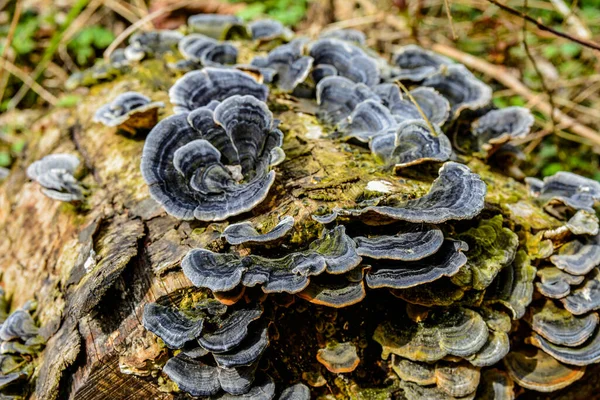 Trametes versicolor, hindi kuyruğu mantarı ağaç kütüğünde yakın plan seçici odak .trametes versicolor mantar ağaç kütüğü. Kapat ya da makro.
