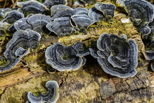 Trametes versicolor, hindi kuyruğu mantarı ağaç kütüğünde yakın plan seçici odak .trametes versicolor mantar ağaç kütüğü. Kapat ya da makro.