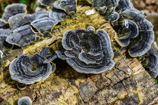 Trametes versicolor, hindi kuyruğu mantarı ağaç kütüğünde yakın plan seçici odak .trametes versicolor mantar ağaç kütüğü. Kapat ya da makro.