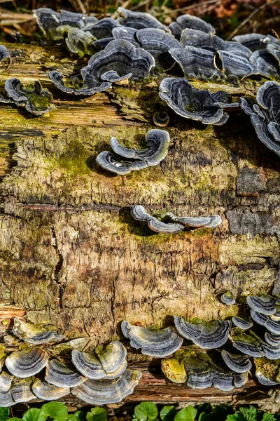 Trametes versicolor, hindi kuyruğu mantarı ağaç kütüğünde yakın plan seçici odak .trametes versicolor mantar ağaç kütüğü. Kapat ya da makro.