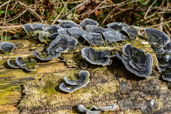 Trametes versicolor, hindi kuyruğu mantarı ağaç kütüğünde yakın plan seçici odak .trametes versicolor mantar ağaç kütüğü. Kapat ya da makro.