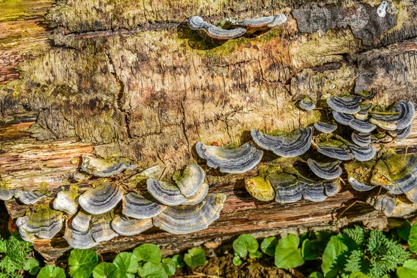 Trametes versicolor, hindi kuyruğu mantarı ağaç kütüğünde yakın plan seçici odak .trametes versicolor mantar ağaç kütüğü. Kapat ya da makro.