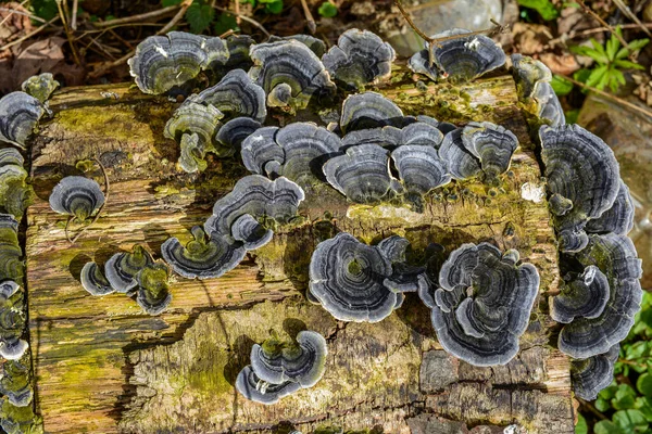 Trametes versicolor, hindi kuyruğu mantarı ağaç kütüğünde yakın plan seçici odak .trametes versicolor mantar ağaç kütüğü. Kapat ya da makro.