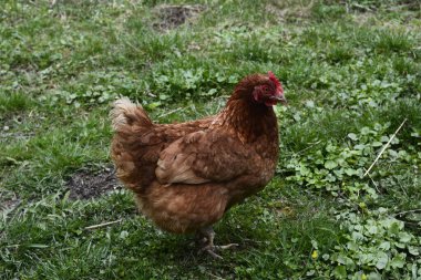 Çimenleri gagalayan, güneşli bir günde yiyecek arayan tavuklar. Doğadaki bir çiftlikte kırmızı tavuk yakın. Kırsal yaşam kavramı. Tarım.