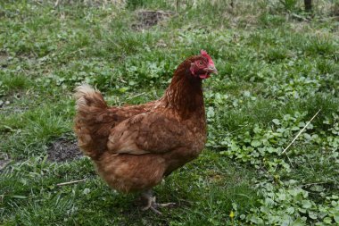 Çimenleri gagalayan, güneşli bir günde yiyecek arayan tavuklar. Doğadaki bir çiftlikte kırmızı tavuk yakın. Kırsal yaşam kavramı. Tarım.