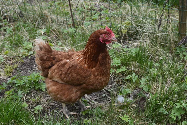 Free range chickens pecking in the grass, looking for food on a sunny day .Close up of red chicken on a farm in nature. The concept of rural life. Agriculture.