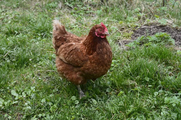 芝生の中で選ぶ無料の範囲の鶏 晴れた日に食べ物を探しています 自然界の農場で赤い鶏の近く 農村生活の概念 — ストック写真