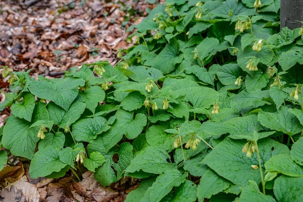 Spring Forest Wild Grows Symphytum Cordatum Spring Symphytum Cordatum Grows — Foto de Stock
