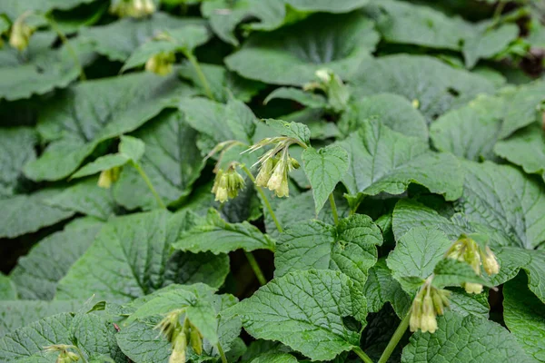 Spring Forest Wild Grows Symphytum Cordatum Spring Symphytum Cordatum Grows — Foto de Stock