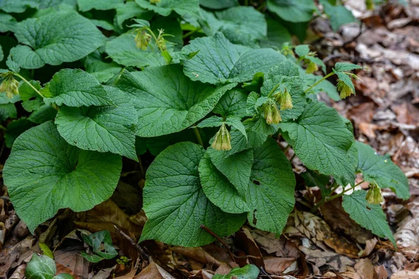 Spring Forest Wild Grows Symphytum Cordatum Spring Symphytum Cordatum Grows — Stockfoto