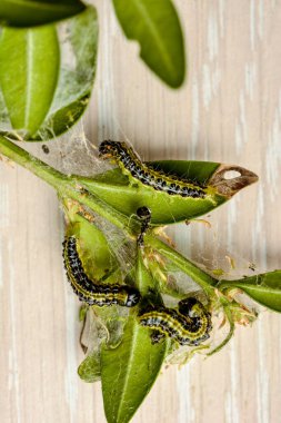 Bahçedeki Cydalime tırtılları ortak kutunun üzerinde. Kutu ağacı tırtılları bahçelerdeki tüm çalıları çabucak yok eder. Raupe des Buchsbaumznslers