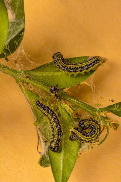 Cydalima Perspectalis Caterpillars Garden Common Box Box Tree Caterpillars Quickly — Fotografia de Stock