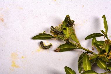 Bahçedeki Cydalime tırtılları ortak kutunun üzerinde. Kutu ağacı tırtılları bahçelerdeki tüm çalıları çabucak yok eder. Raupe des Buchsbaumznslers