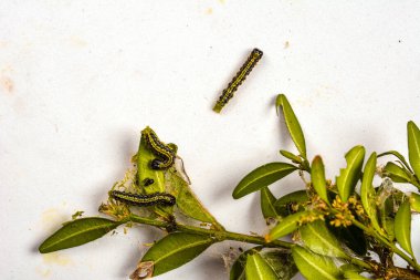 Bahçedeki Cydalime tırtılları ortak kutunun üzerinde. Kutu ağacı tırtılları bahçelerdeki tüm çalıları çabucak yok eder. Raupe des Buchsbaumznslers