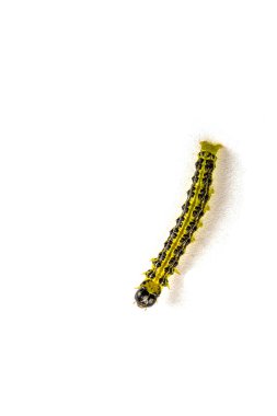 Bahçedeki Cydalime tırtılları ortak kutunun üzerinde. Kutu ağacı tırtılları bahçelerdeki tüm çalıları çabucak yok eder. Raupe des Buchsbaumznslers