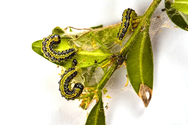 Cydalima Perspectalis Raupen Garten Auf Gemeinsamen Buchs Die Buchsbaumraupen Zerstören — Stockfoto