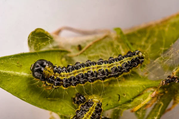 Cydalima Perspectalis Raupen Garten Auf Gemeinsamen Buchs Die Buchsbaumraupen Zerstören — Stockfoto