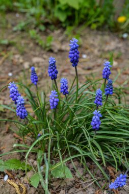 Mavi Muscari çiçekleri kapanıyor. Baharda çiçek açan bir grup Üzüm sümbülü (Muscari ermeniacum), seçici bir odak ile yakın çekim