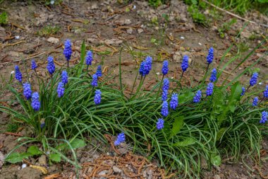 Mavi Muscari çiçekleri kapanıyor. Baharda çiçek açan bir grup Üzüm sümbülü (Muscari ermeniacum), seçici bir odak ile yakın çekim