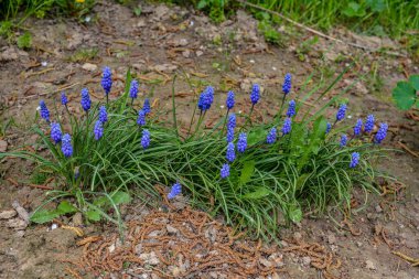 Mavi Muscari çiçekleri kapanıyor. Baharda çiçek açan bir grup Üzüm sümbülü (Muscari ermeniacum), seçici bir odak ile yakın çekim