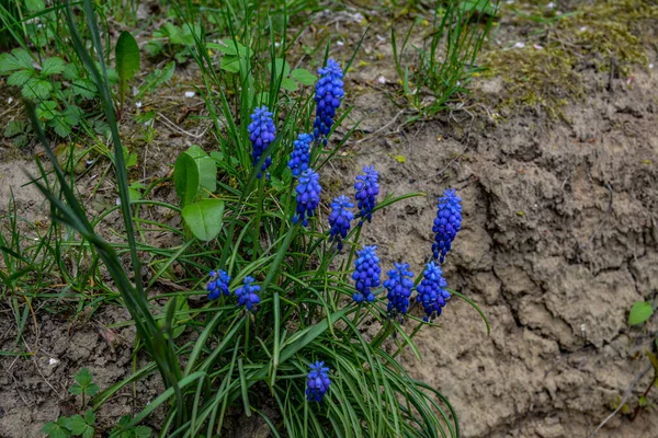 Kék Muscari Virágok Záródnak Tavasszal Virágzik Szőlő Jácintból Muscari Armeniacum — Stock Fotó