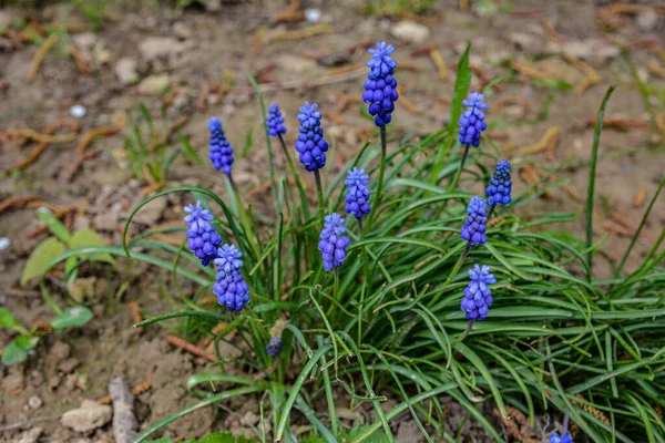 Modré Květy Muscari Zavírají Skupina Hroznového Hyacintu Muscari Armeniacum Kvetoucí — Stock fotografie