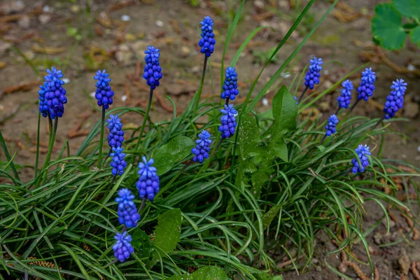 Modré Květy Muscari Zavírají Skupina Hroznového Hyacintu Muscari Armeniacum Kvetoucí — Stock fotografie