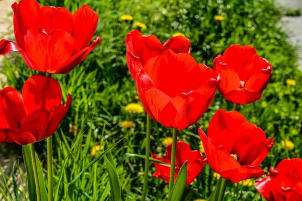 Close Blooming Red Tulips Tulip Flowers Deep Red Petals Forming — Stock Photo, Image