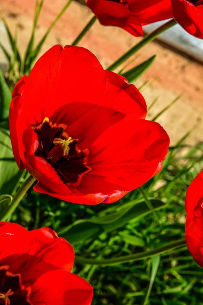 Close Blooming Red Tulips Tulip Flowers Deep Red Petals Forming — Stok fotoğraf
