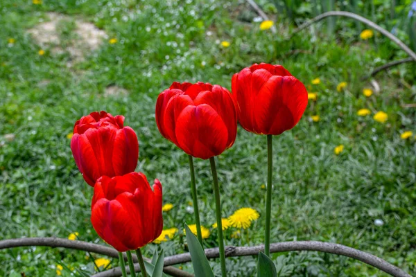 Primer Plano Tulipanes Rojos Florecientes Flores Tulipán Con Pétalos Rojos — Foto de Stock