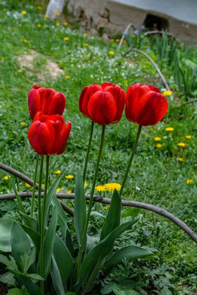 Nahaufnahme Blühender Roter Tulpen Tulpenblüten Mit Tiefroten Blütenblättern Bilden Blumenarrangements — Stockfoto