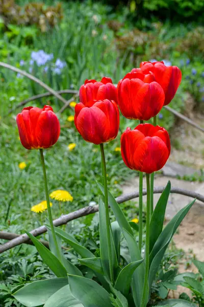 Nahaufnahme Blühender Roter Tulpen Tulpenblüten Mit Tiefroten Blütenblättern Bilden Blumenarrangements — Stockfoto