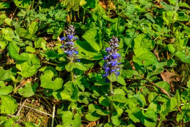 Ajuga sürüngenleri bugleweed olarak da bilinir. Mavi borazan sürüngenleri çiçek açan bahar bitkileri, çiçek açan bugleweed çiçekleri grubu.