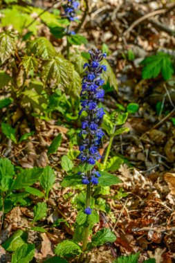 Ajuga sürüngenleri bugleweed olarak da bilinir. Mavi borazan sürüngenleri çiçek açan bahar bitkileri, çiçek açan bugleweed çiçekleri grubu.