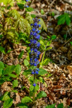 Ajuga sürüngenleri bugleweed olarak da bilinir. Mavi borazan sürüngenleri çiçek açan bahar bitkileri, çiçek açan bugleweed çiçekleri grubu.