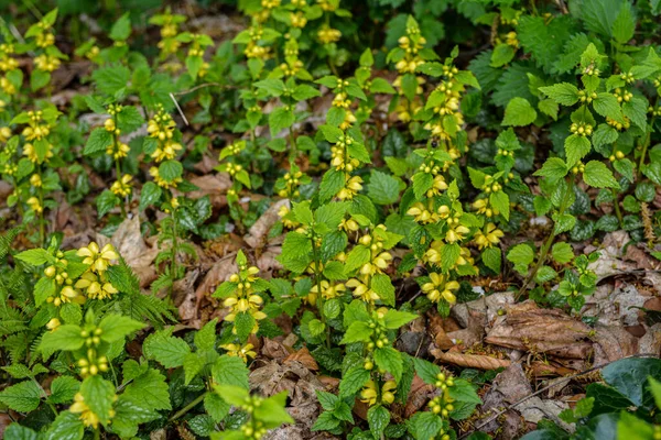 Lamiastrum Galeobdolon Other Name Galeobdolon Luteum Perennial Yellow Flowering Herb — Stok fotoğraf