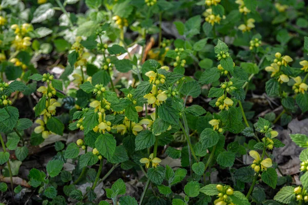 Lamiastrum Galeobdolon Other Name Galeobdolon Luteum Perennial Yellow Flowering Herb — Foto de Stock
