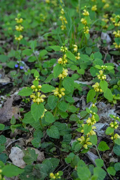 Lamiastrum Galeobdolon Other Name Galeobdolon Luteum Perennial Yellow Flowering Herb — Foto de Stock