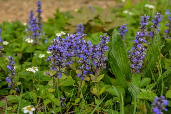 Ajuga Reptans Ven Som Bugleweed Ajuga Reptans Blã Bugle Blommande — Stockfoto