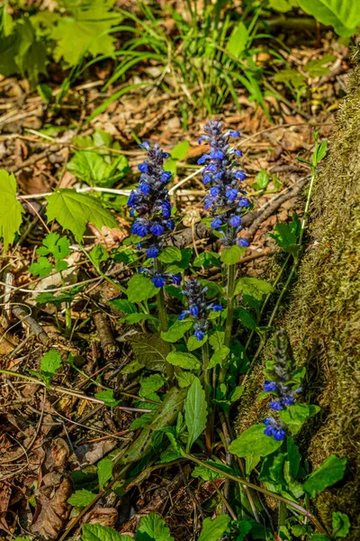阿胡加爬行动物也被称为 Bugleweed 阿胡加爬行动物蓝色的号角开花的洒水植物 成群结队地开花 — 图库照片