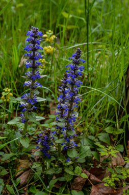 Ajuga sürüngenleri bugleweed olarak da bilinir. Mavi borazan sürüngenleri çiçek açan bahar bitkileri, çiçek açan bugleweed çiçekleri grubu.