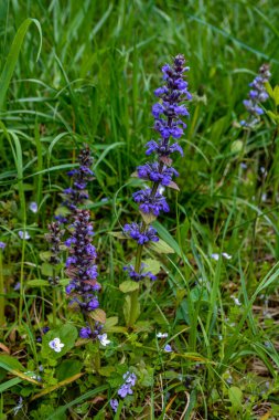Ajuga sürüngenleri bugleweed olarak da bilinir. Mavi borazan sürüngenleri çiçek açan bahar bitkileri, çiçek açan bugleweed çiçekleri grubu.