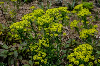 Bulanık arkaplanlı selvi (Euphorbia cyparissias). Selvi çiçekleri (Euphorbia cyparissias) ayrıntıları .
