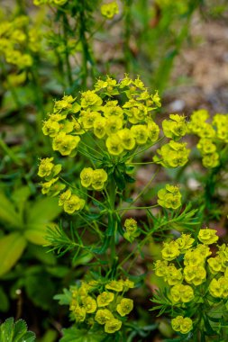 Bulanık arkaplanlı selvi (Euphorbia cyparissias). Selvi çiçekleri (Euphorbia cyparissias) ayrıntıları .