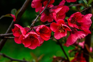 Bahar parkında çiçek açan buğday çiçekleri. Çiçek açan buğday çiçekleri, Japon ayva çiçekleri..