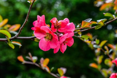 Bahar parkında çiçek açan buğday çiçekleri. Çiçek açan buğday çiçekleri, Japon ayva çiçekleri..