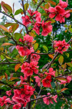 Bahar parkında çiçek açan buğday çiçekleri. Çiçek açan buğday çiçekleri, Japon ayva çiçekleri..