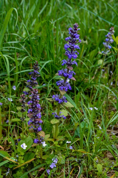 阿胡加爬行动物也被称为 Bugleweed 阿胡加爬行动物蓝色的号角开花的洒水植物 成群结队地开花 — 图库照片